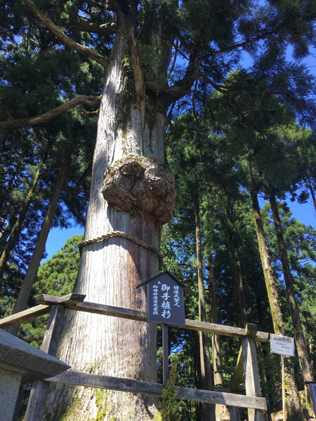 日蓮聖人お手植え杉