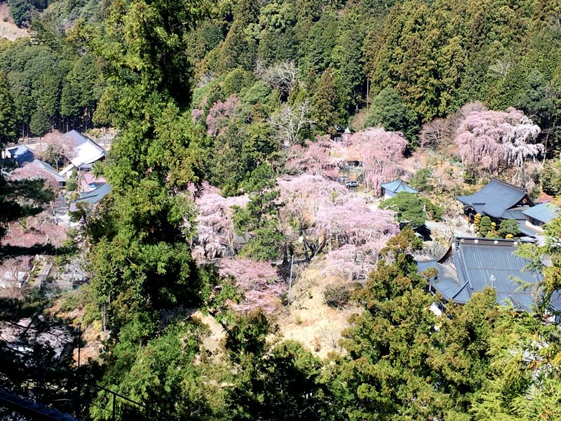 身延山の西谷桜絨毯