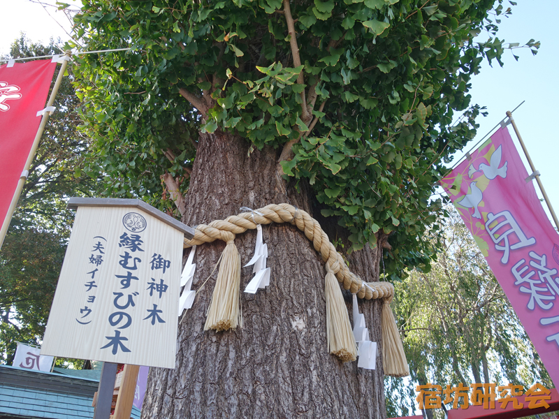 川越八幡宮の縁結びイチョウ