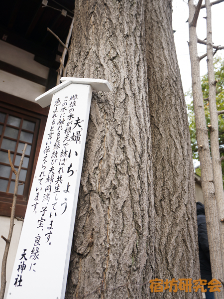 柳原天神社の夫婦いちょう