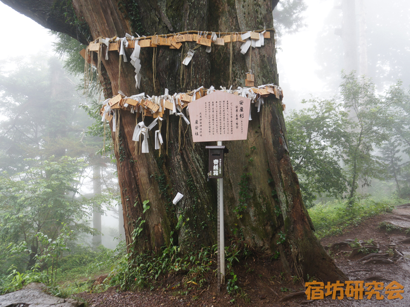 御岳神社産安社の安産杉