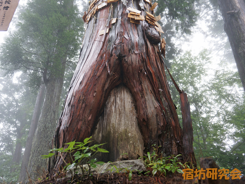 御岳神社産安社の子授け檜