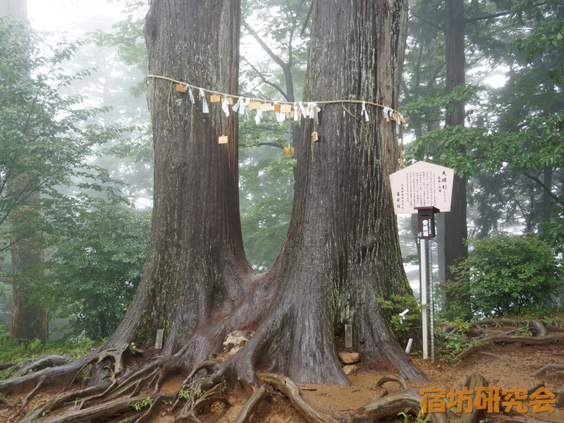 御岳神社産安社の夫婦杉
