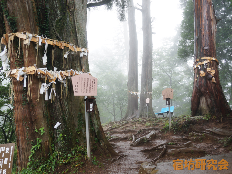 御岳神社産安社のご神木