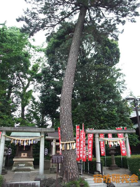 沼袋氷川神社の三本願い松