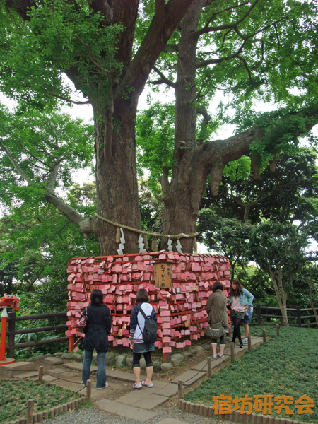江ノ島神社のむすびの樹