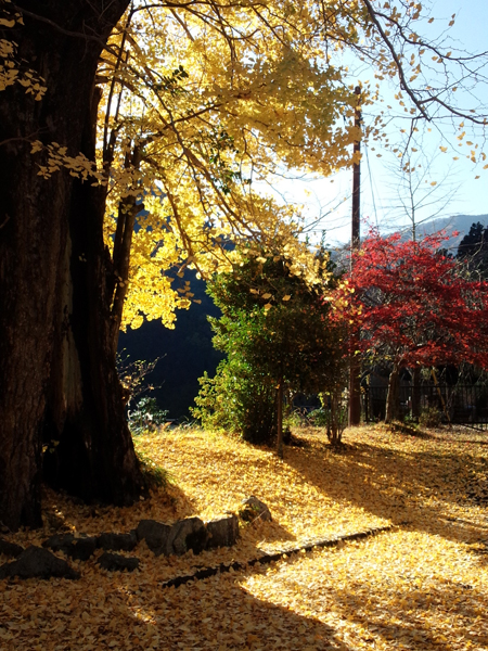 身延山の焼け銀杏