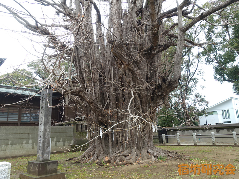 葛飾八幡宮の千本公孫樹