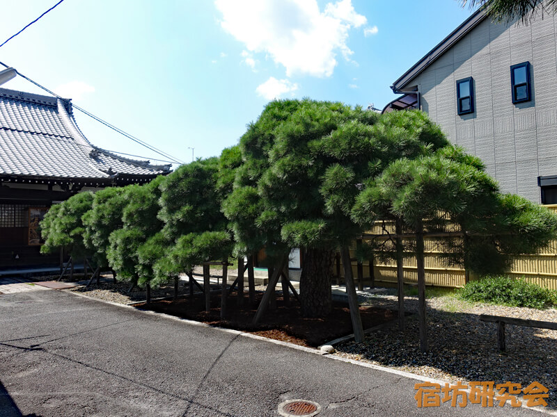 称念寺の松