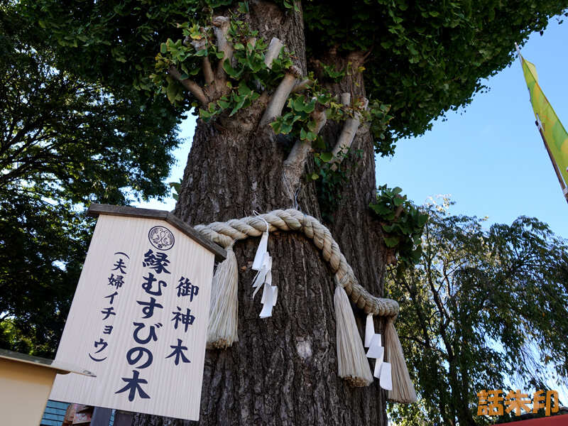 川越八幡宮の縁結びの木