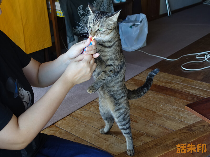 安國寺の寺猫・千恵蔵さん